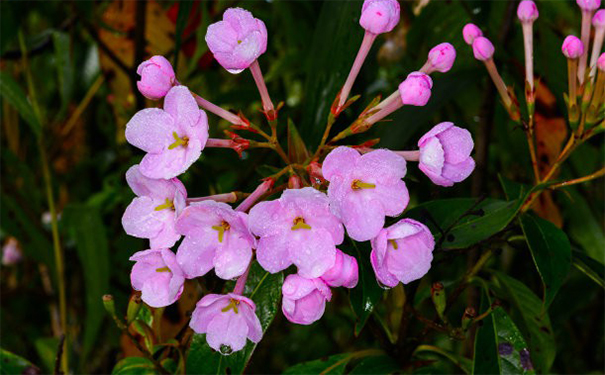 道教有效超度婴灵方法分享,教你如何化解婴灵