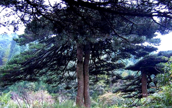祛邪還是驅邪 你看看就知道