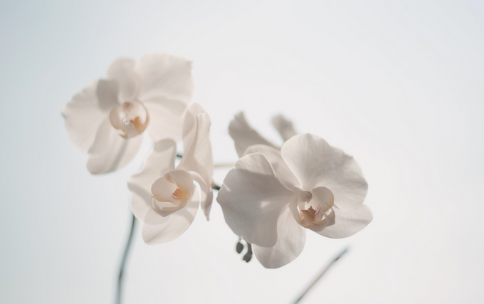 风水中辟邪最强的东西,可以保平安