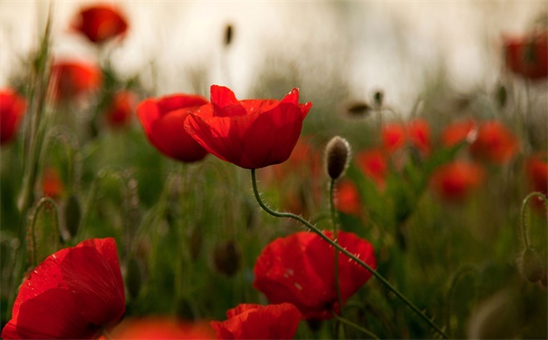 消灾解难的符咒,祝你平安喜乐