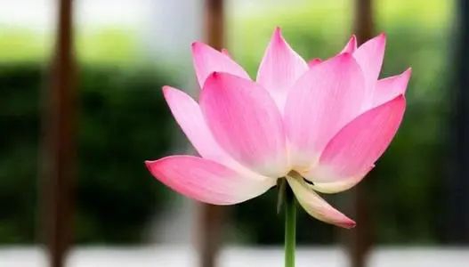 在庙里超度堕胎婴灵有效果吗 , 佛家超度