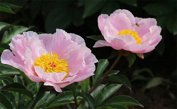 每天念超度堕胎婴灵的经文,能让婴灵早点托生