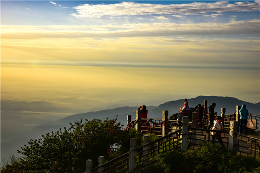 「」利用植物「仙人掌或铁树」斩桃花的方法