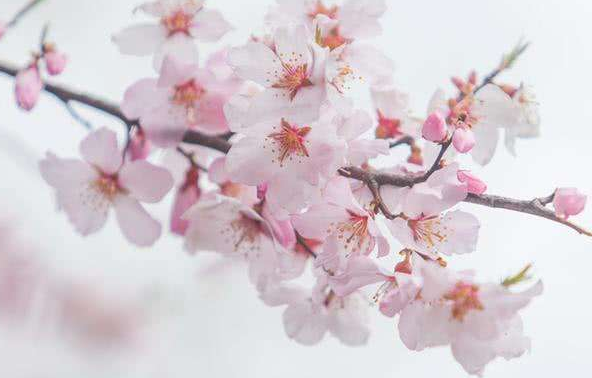 斬桃花法事的反應(yīng)各有不同?需要具體分析