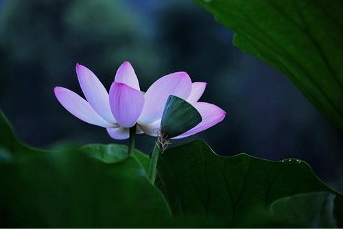 墮胎的果報(bào)與化解方法分享