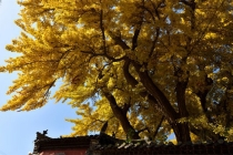 烟供用品做烟供超度冤亲债主