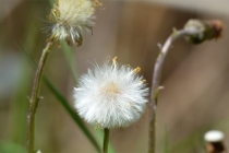 如何回向给婴灵，几种常用回向文格式可供参考