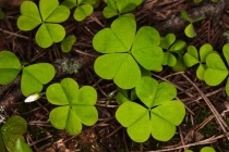 大人也会出现受惊，一下是大人受惊的症状