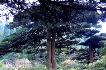 祛邪还是驱邪 你看看就知道