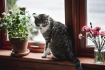 道家最简单的动物超度