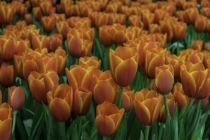 久病不愈，怎样做身体才会转好