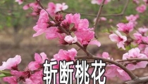 斩断桃花的方法是什么