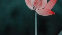 婴灵超度法事需要准备的东西