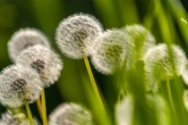 久病成伤百病不愈的含义？医治久病不愈还是要中医