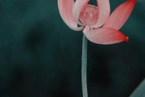 婴灵是指多大的胎儿 小到孕囊 大到出生后夭折的