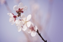 旺桃花和招桃花的一些方法