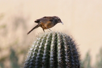 关于道教符咒口诀解析