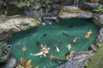 梦见女儿事业受阻，请吉祥物来进行化解