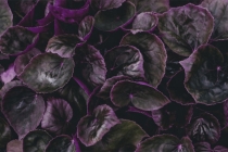 上香祭拜，鬼来了的表现