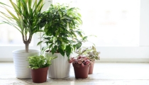 女生桃花运好,是怎么做到的?分享一些旺桃花的妙招