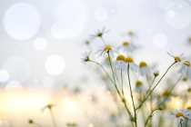 老婆做事总欠考虑 丈夫事业受阻的化解之法