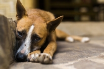 给狗狗做超度，可以获得非常神奇的效果