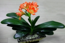 办公室植物风水详解，正确摆放，才能提升事业运与财运