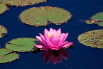 气血两虚久病不愈，从风水中医中改善身体