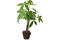 室外辟邪的花草 分享几种能够种在家中的辟邪植物 辟邪旺家门