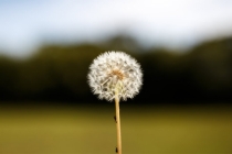 薄婚煞怎么破解，带你详细了解关于犯婚煞