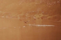 男命戊申日柱的財運怎么樣,老師教你如何推算自己的財運