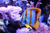 道教化解亡魂的咒语,念完咒语还得念经文