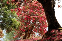 床头放柳枝可以辟邪么,做不到这三点,辟邪变招鬼