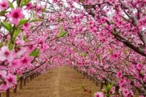 斩桃花法事六天见效案例