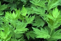 驱邪禳邪的意思 农历七月驱邪禳邪的方法