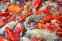 老公财运差怎么办 试一试这4种招财方法