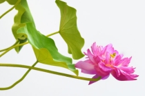 生活中遇到的倒霉事情多，是因为受前世影响？