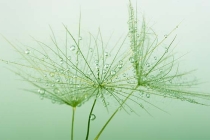 你不知道家里最简单的辟邪东西