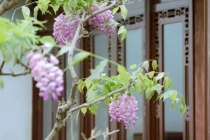 房间里摆什么可以辟邪,千万不能乱放,否则大祸临头