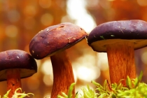 女宝宝带什么辟邪压惊,宝宝辟邪可以佩戴这些吉祥物