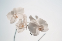 风水中辟邪最强的东西，可以保平安