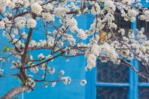 化解婴灵经文念诵,诵经文需要进行回向