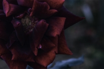 超度亡灵经文歌曲让亡灵得到解脱