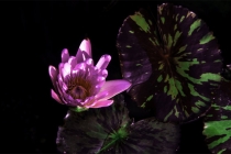 烟供的功德让往生者可以投胎善道