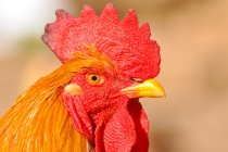 古代辟邪常见动物 有古文可循