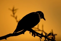 孕妇做梦梦见父亲事业受阻的寓意