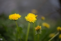 遇到了脏东西大人叫魂的方法