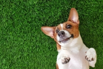 动物投胎超度流程，为自己的爱宠超度祈福