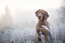 这些都是可以超度动物经文，帮助动物超度积累