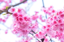 桃枝辟邪作用很强，被制成刀剑用来进行辟邪